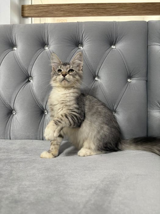 Baiat maine coon