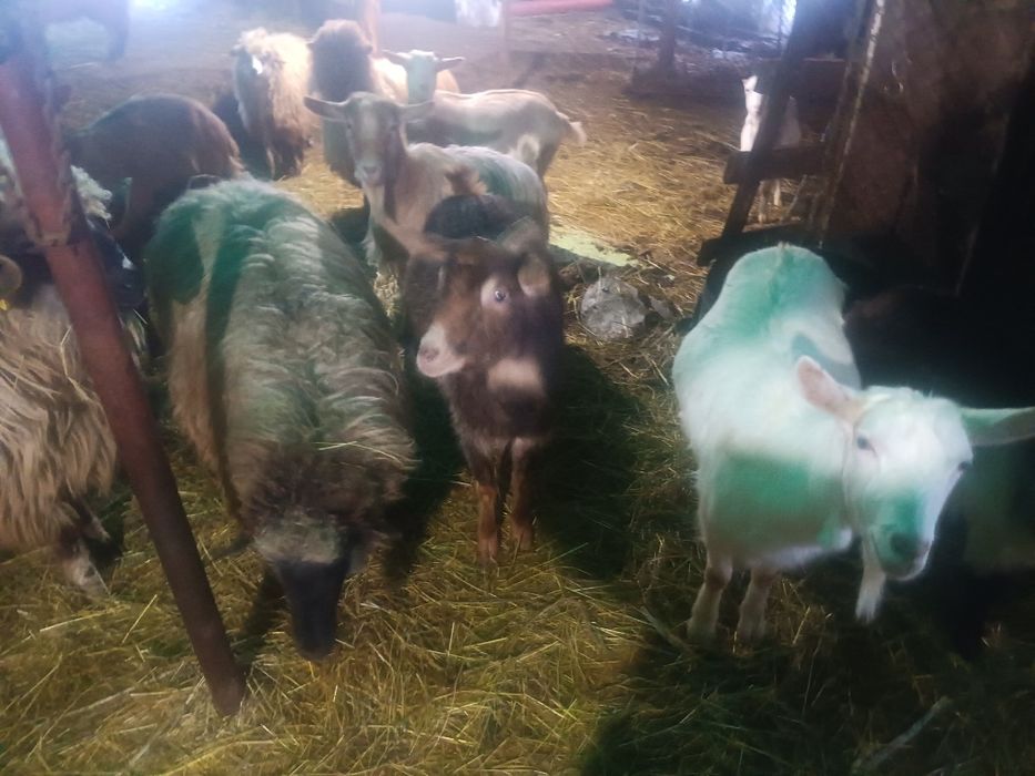 Vind animale domestice