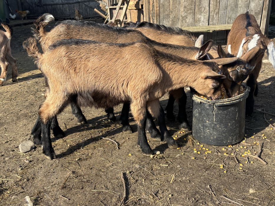 Iedute alpine franceze