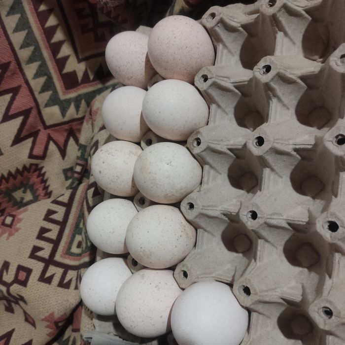 Яйца за люпене от Пуйки и кокошки