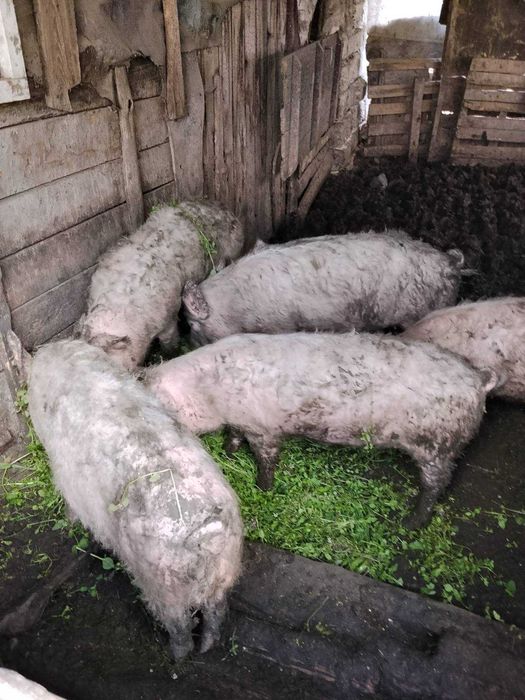 Прасета за продан