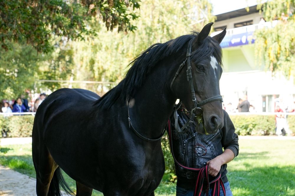 Продам кобылу ...