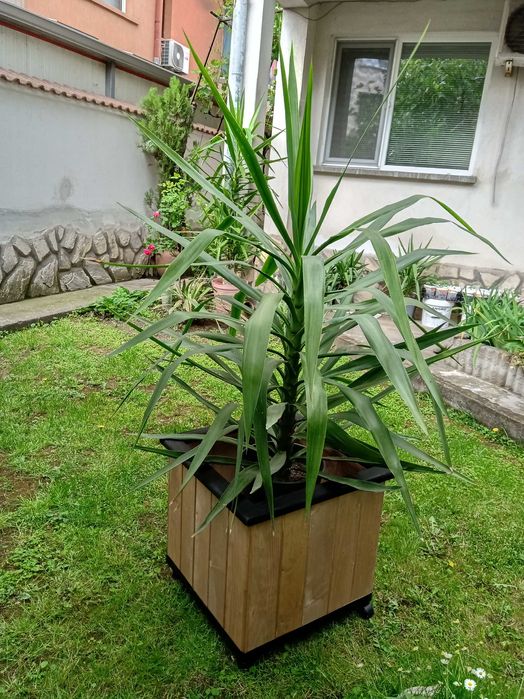 Дърво на Парите/Айхризон, Дърво на живота, Стайна Палма Юка