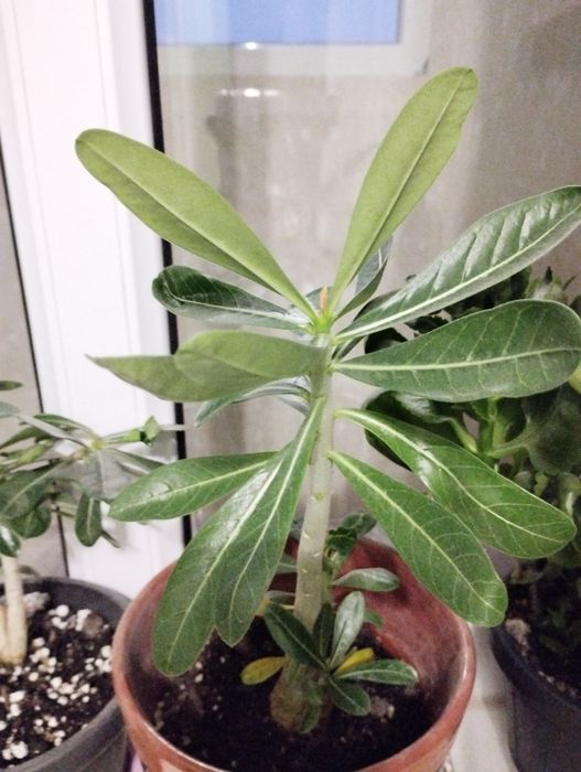 Продам комнатные цветы.