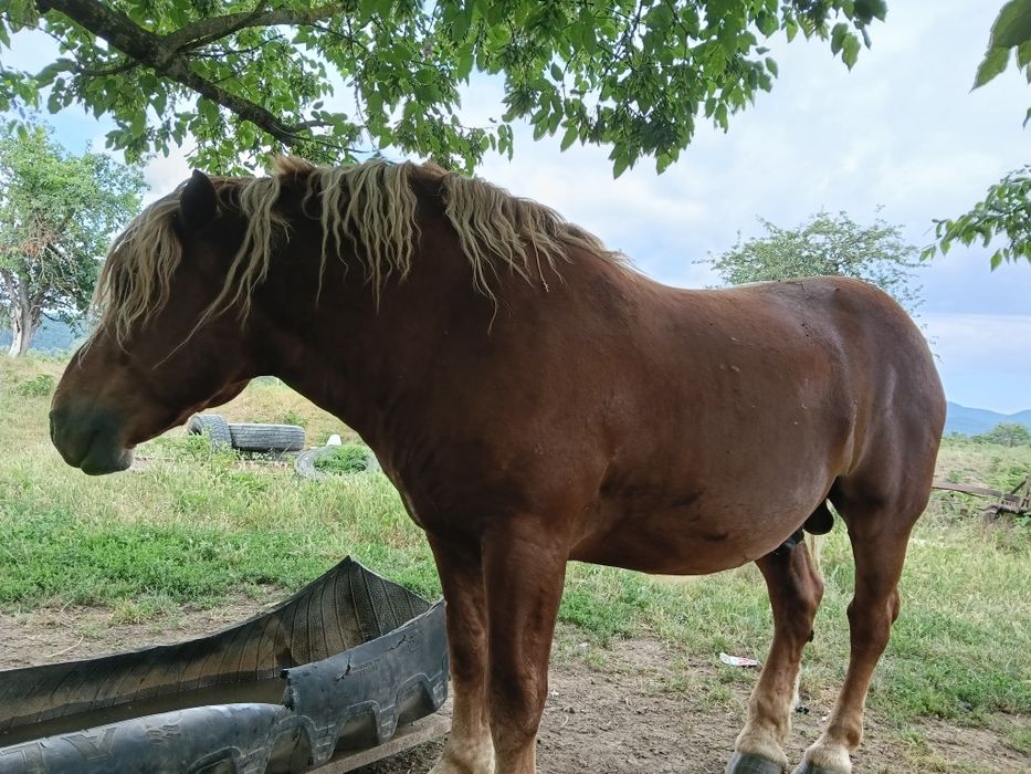 Armăsar de 6 ani