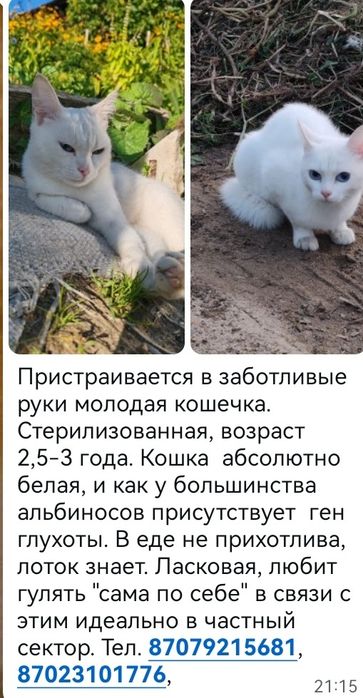 Щенки и кошки в добрые руки