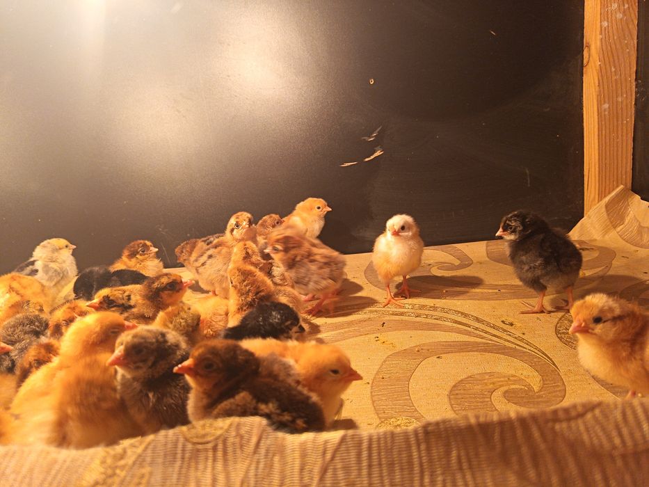 Продам кучинска юбилейная