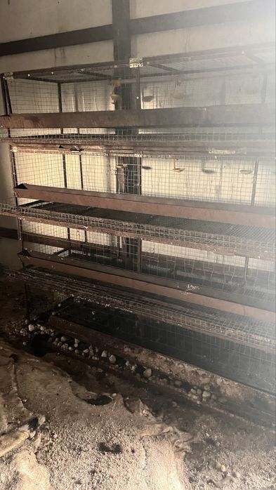 Брудер и сетка для курей Ломан Браун несушек