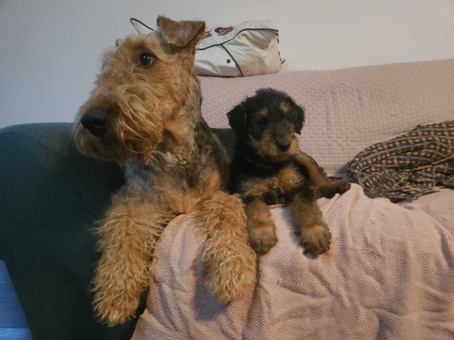 pui Airdale Terrier pedigree de exceptie