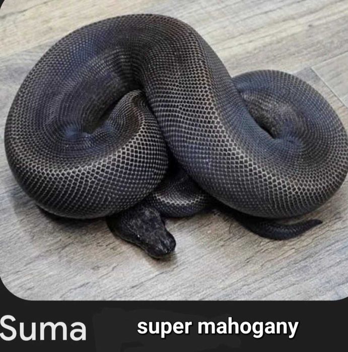 Пара mahogany.самец и самка