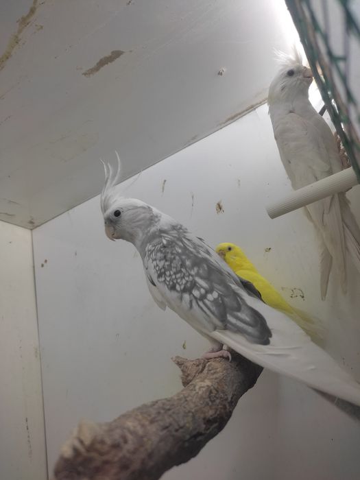 Karela para sotiladi ishlashga tayor