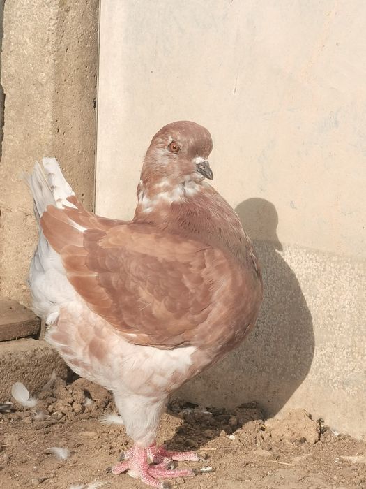 Vând porumbei diferite rase