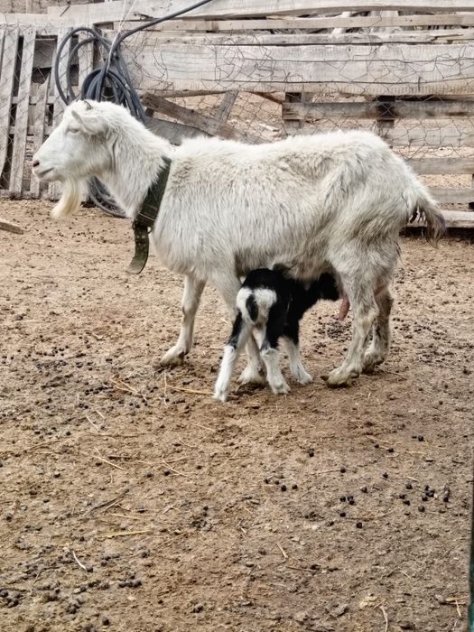 Орыс ешкі сатылады сүтті