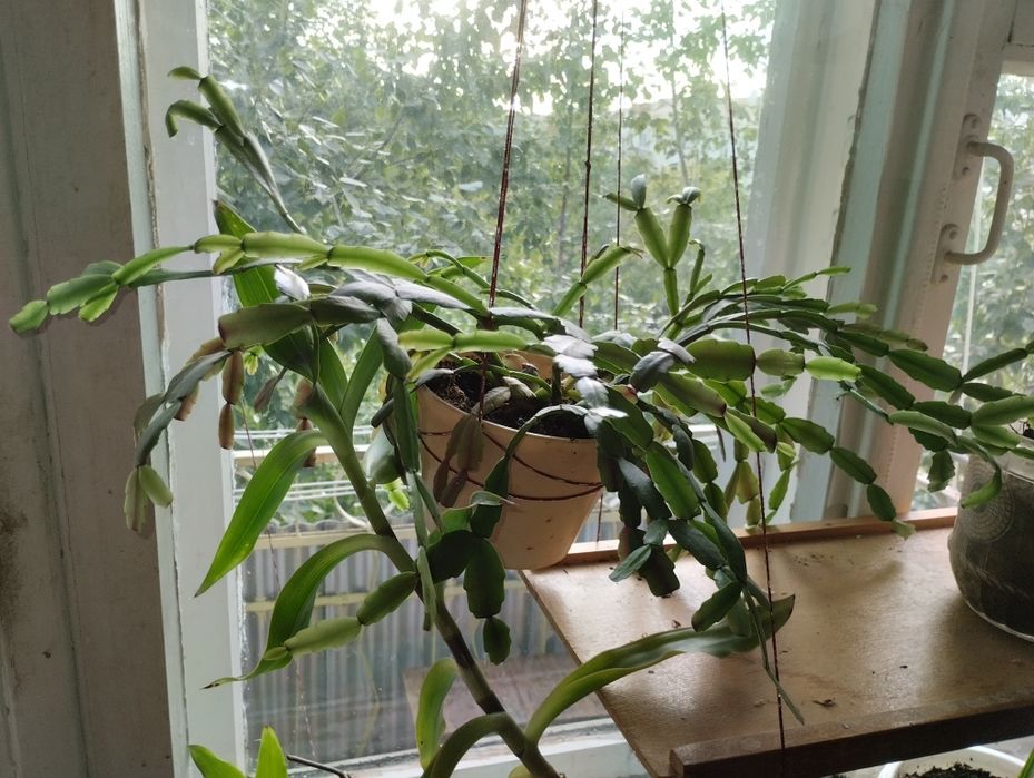 Продам два комнатных цветка