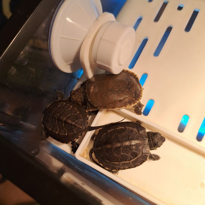 Черепашка Трехкеливая