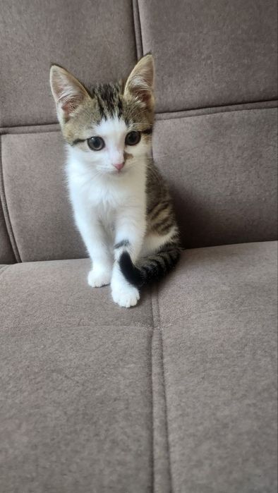 Котята, мать шотландский шиншила