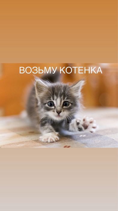 ВОЗЬМУ котенка малыша до 1-1,5 месяцев