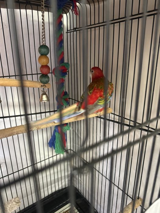 Продам попугая породы розелла.