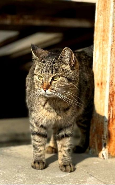 Добрая домашняя кошка, бесплатно!