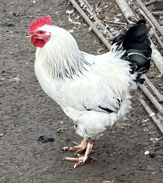 Петух адлерская серебристая