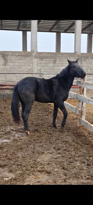 Айгыр, лошадь, кунан