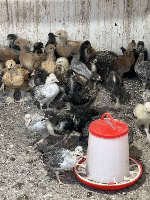 Продам домашних цыплят привитые очень шустрые