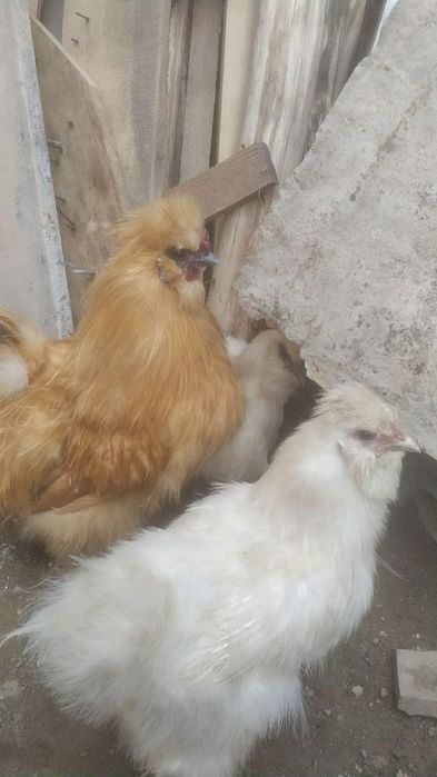 Хтой шолкви куйон патли жожалар