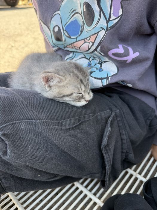 Котенок девочка 1.5 месяца