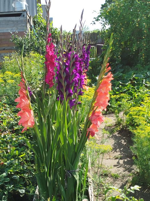 Продам луковицы гладиолусы