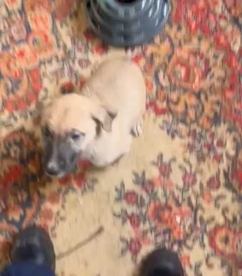 Ищем любящих хозяев! Срочно!