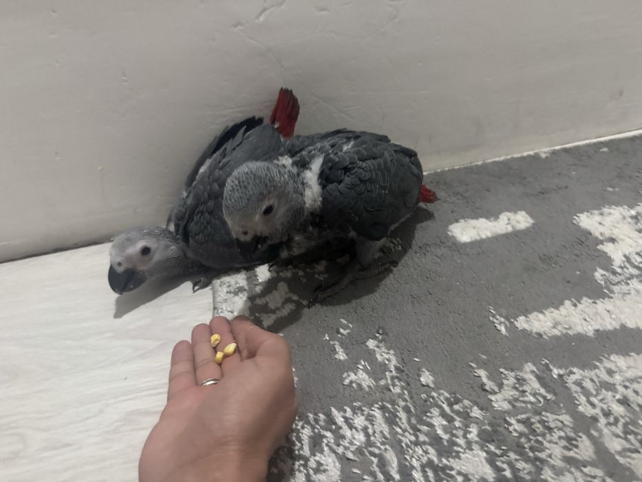 Jako(африканский серый попугай)