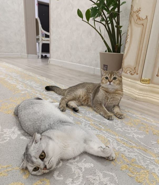 Продается шотландские шиншиллы