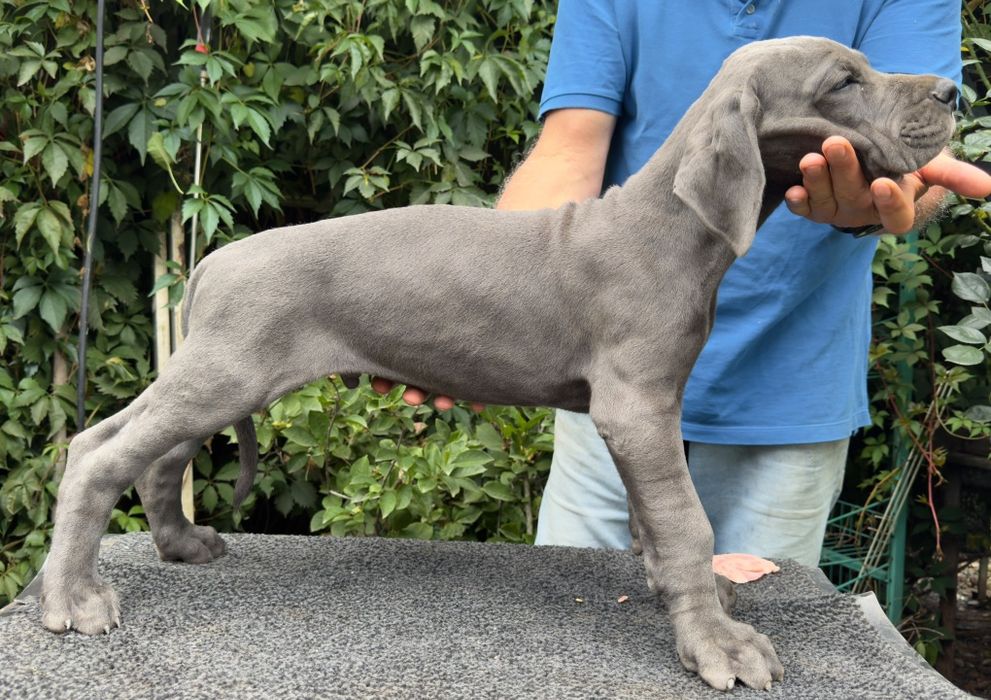 Dog german albastru