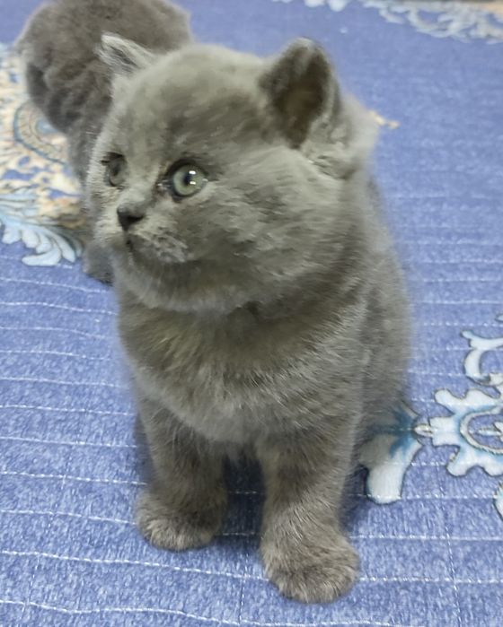 Продаются котята