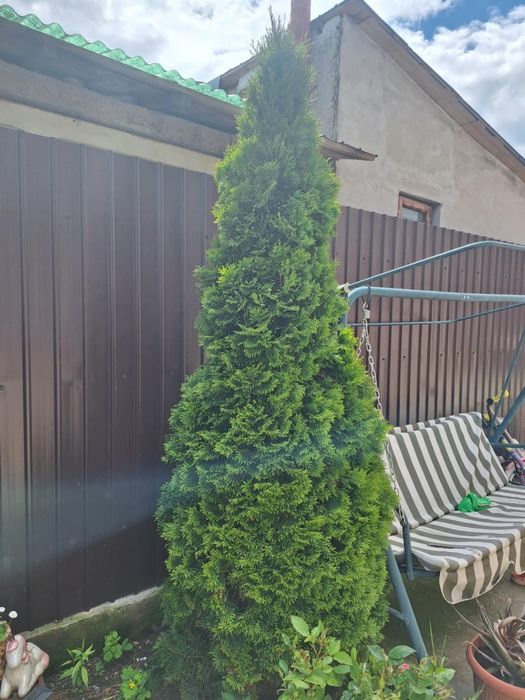 Vand 2 pomi tuia 2,5 metri