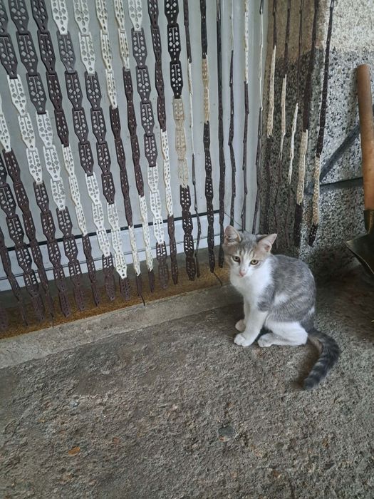 Три котенца търсят дом