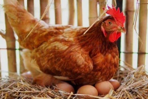 Ломан Браун несушки