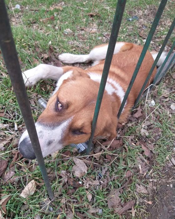 Собака мальчик в добрые руки