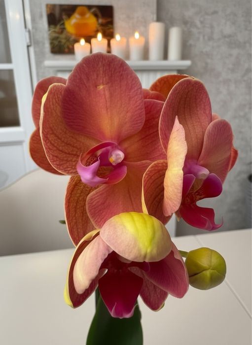 Орхидеи  9 сортов