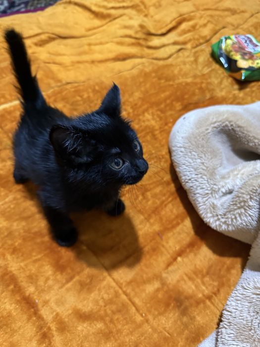 Хорошая котенок