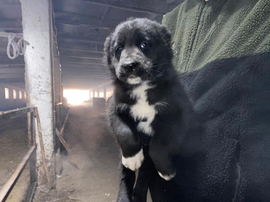 Продам щенков алабаев