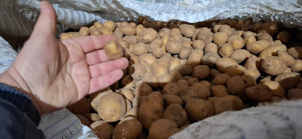 Семена картофи сорая Б клас