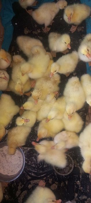 Boboci de gâsca leşeasca