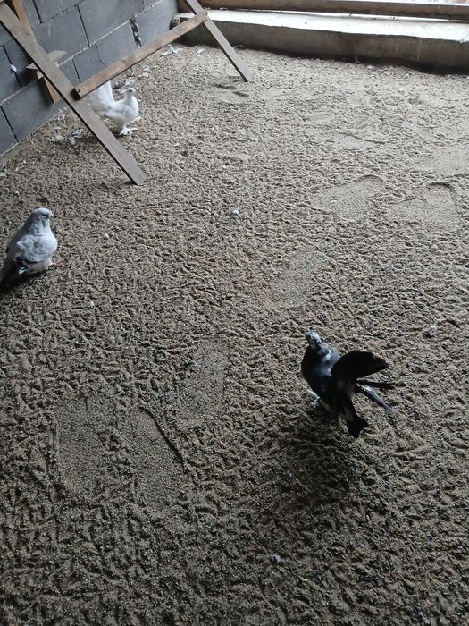 Vand porumbei voltati indieni