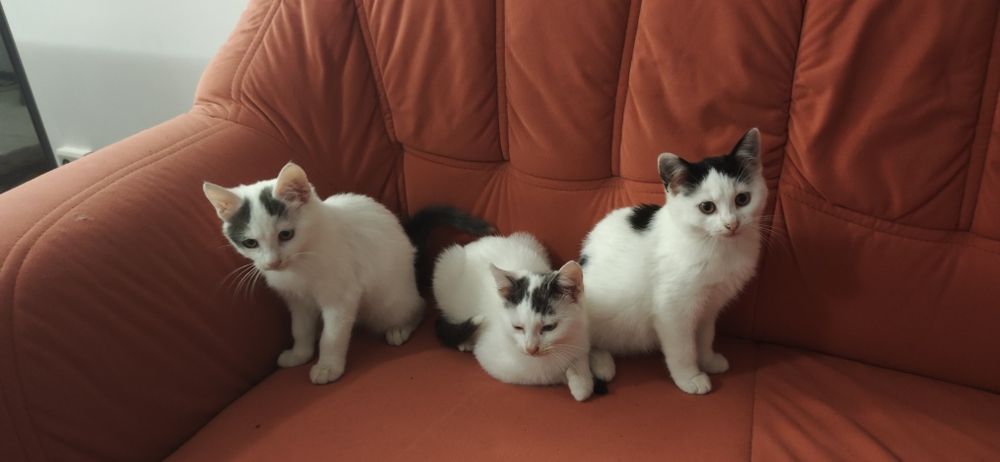 Ofer spre adopție 3 pisici