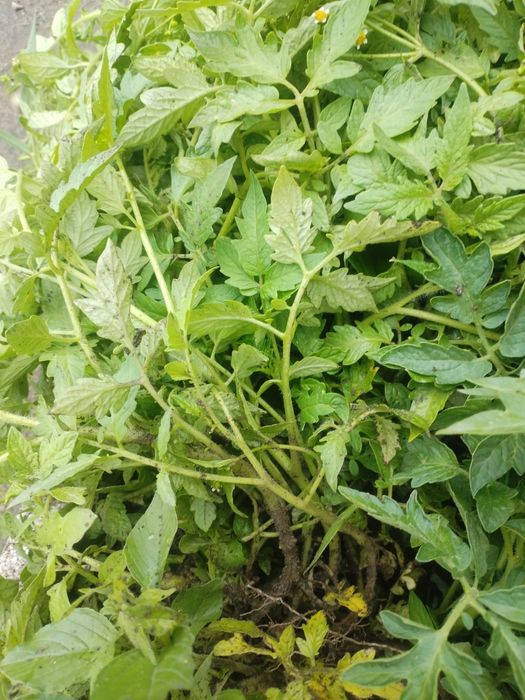 Продам рассаду помидор , переца, капусты, цветы