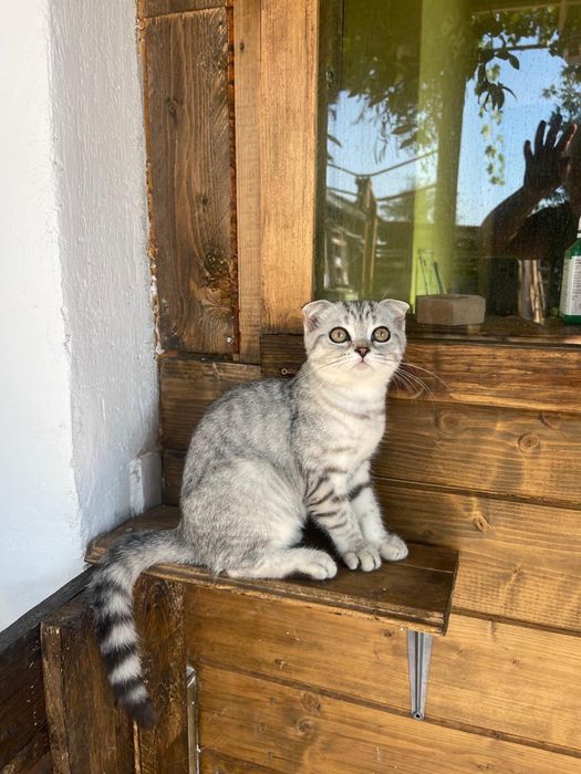 Pisicuta Scottish Fold