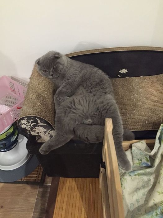 Продам двух кошек