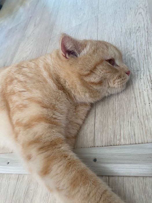 Отдам кота в добрые руки