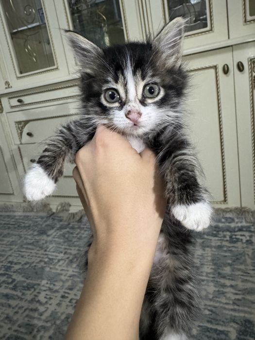 Отдаём кошечек в ДОБРЫЕ РУКИ!